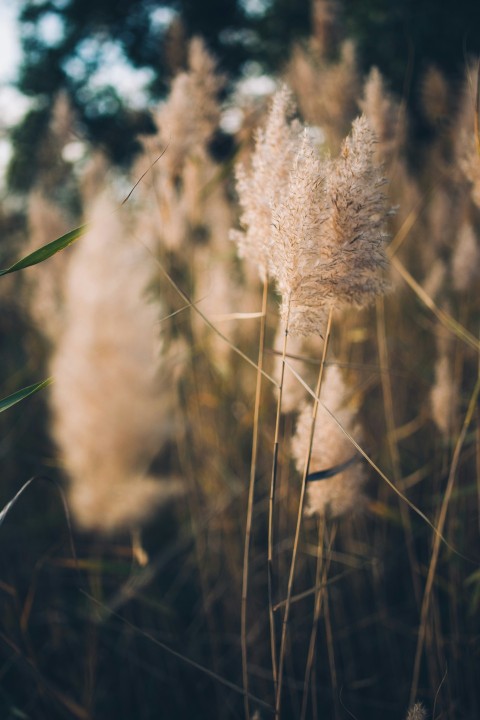 brown plant in close up photography