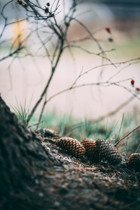 brown pine cones on sand