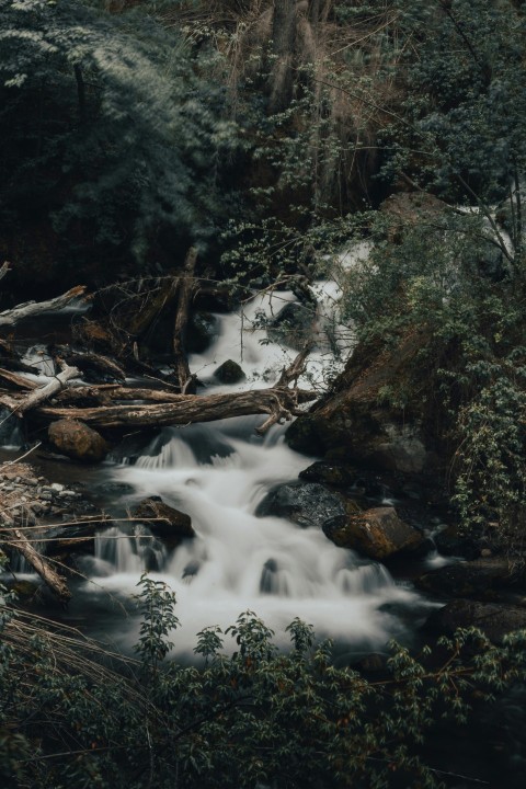 a stream running through a forest filled with lots of trees JUw