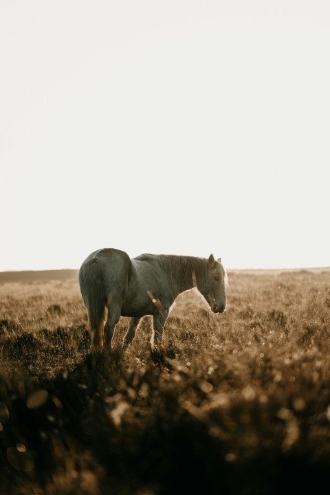 a white horse standing on top of a dry grass field