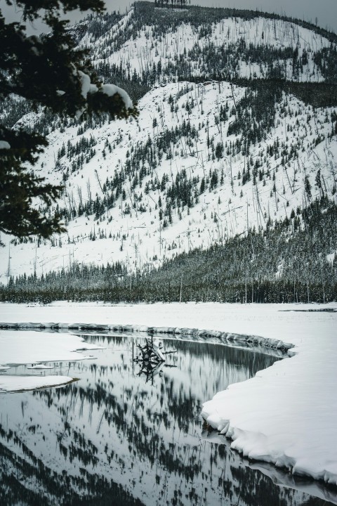 grayscale photography of pine trees covered by snow at daytime