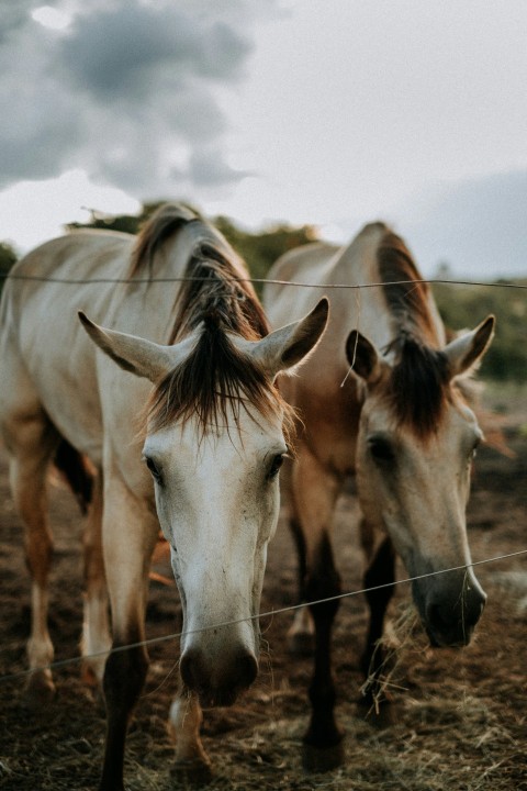 white and brown horses on brown field during daytime