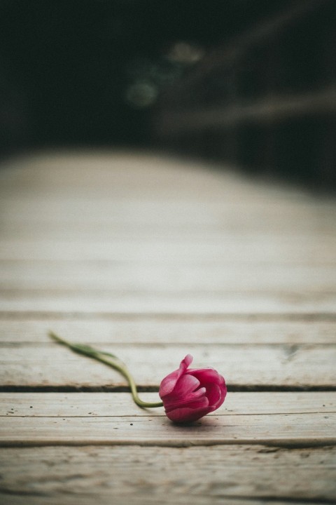 pink rose on brown wooden surface