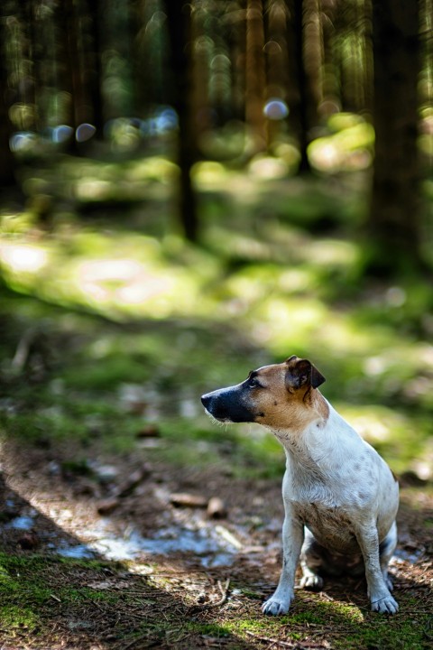 dog on green grass