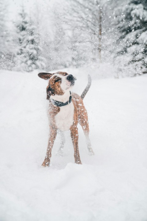 a brown and white dog standing in the snow