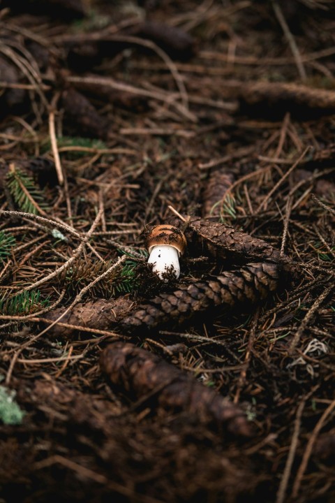 brown and white mushroom on brown dried leaves