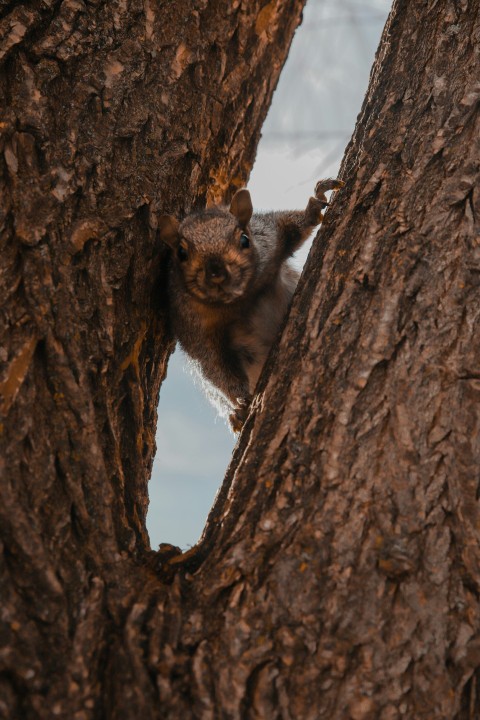 brown squirrel on brown tree