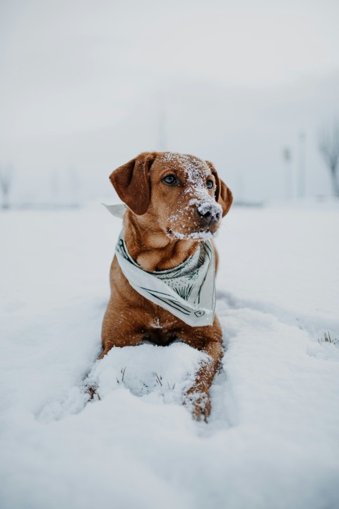 brown short coated dog in white and blue jacket on snow covered ground during daytime okjb