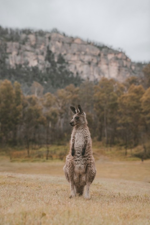 a kangaroo standing on its hind legs in a field eEP2o7