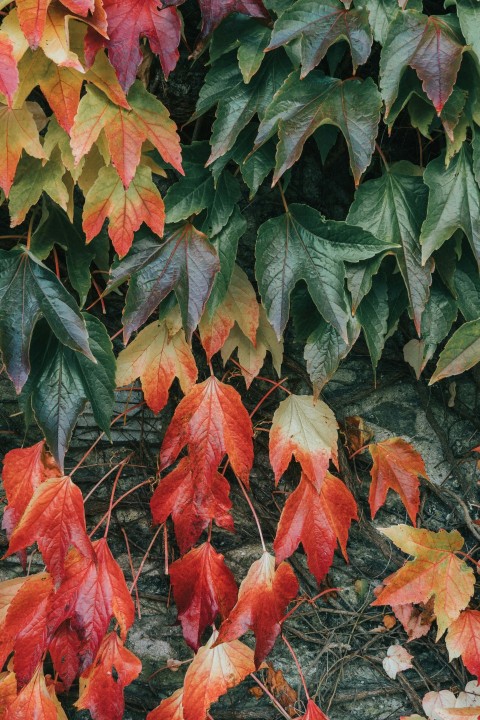 green and red leaf plant