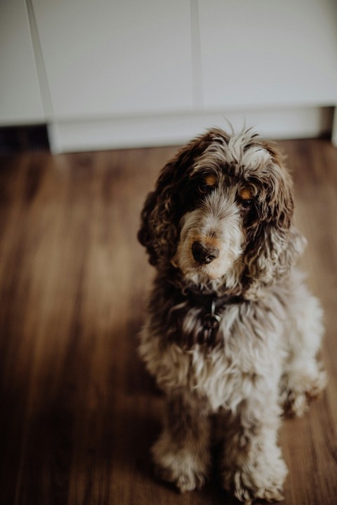 a brown and white dog sitting on top of a wooden floor