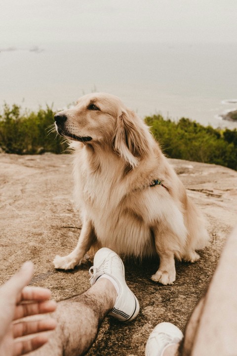 brown dog sitting on ground