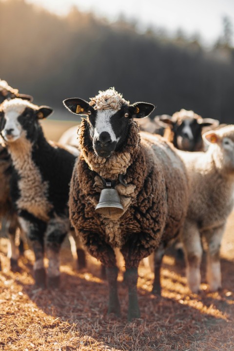 a herd of sheep standing on top of a dry grass field gyHxV