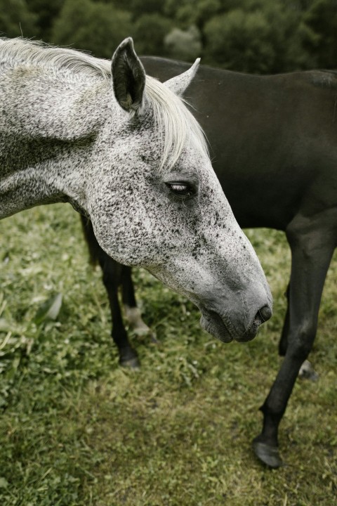 close up photography of horses head