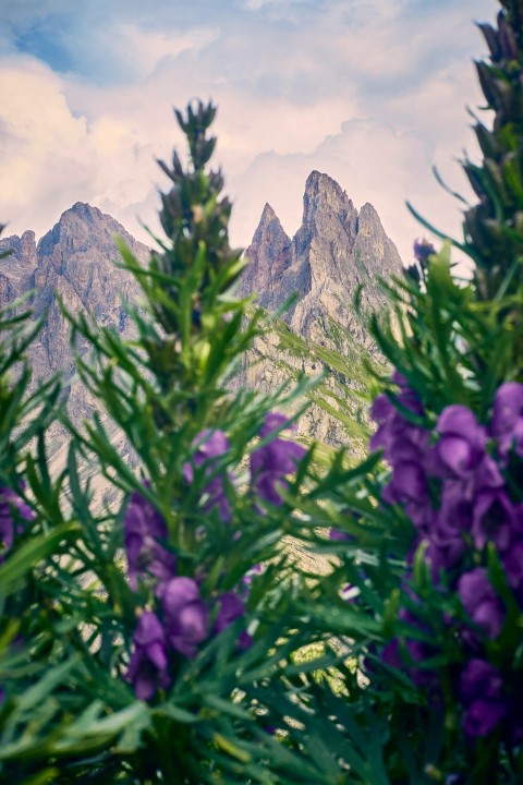 purple flowers in front of a mountain range