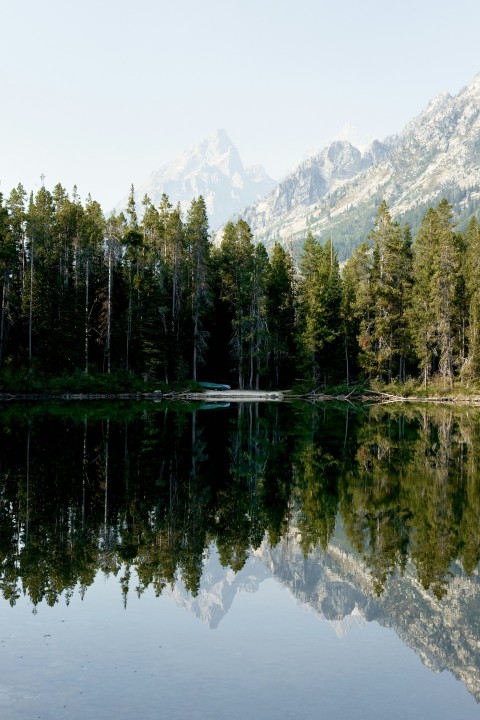 a body of water surrounded by trees