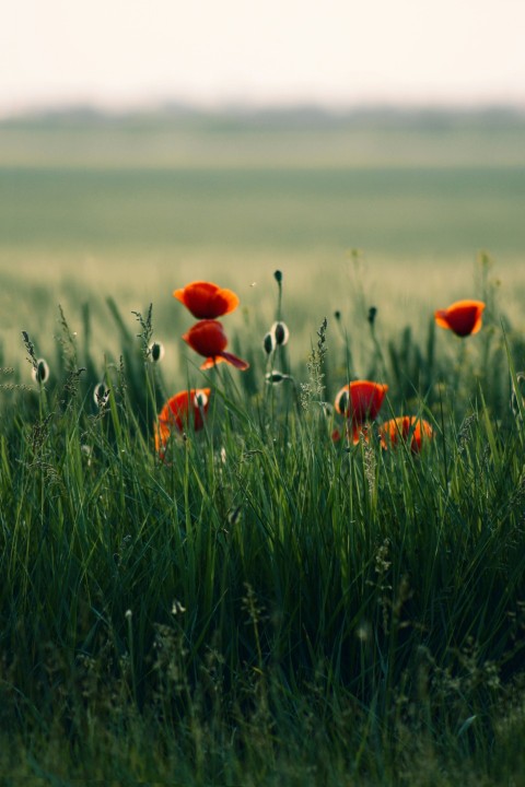 red flowers on green grass field during daytime