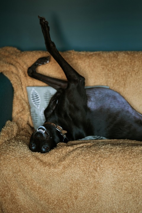 dog lying on sofa