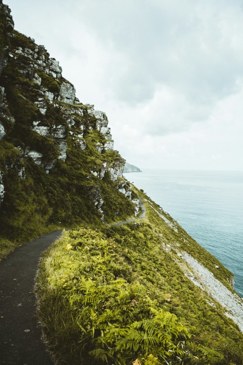 green grass on rocky shore during daytime