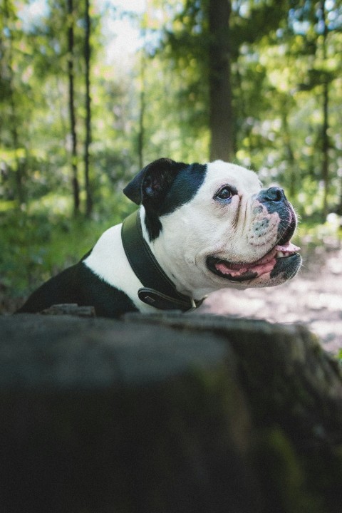 black and white short coated dog on black rock