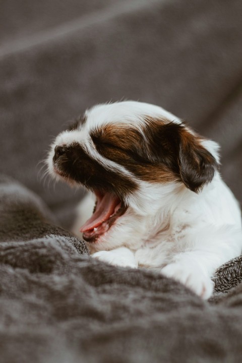 short coated white and brown puppy yawning