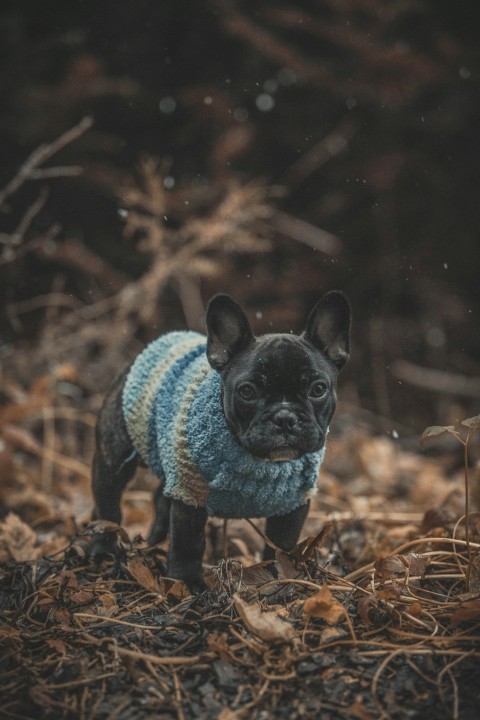 dog wearing blue suit 37y