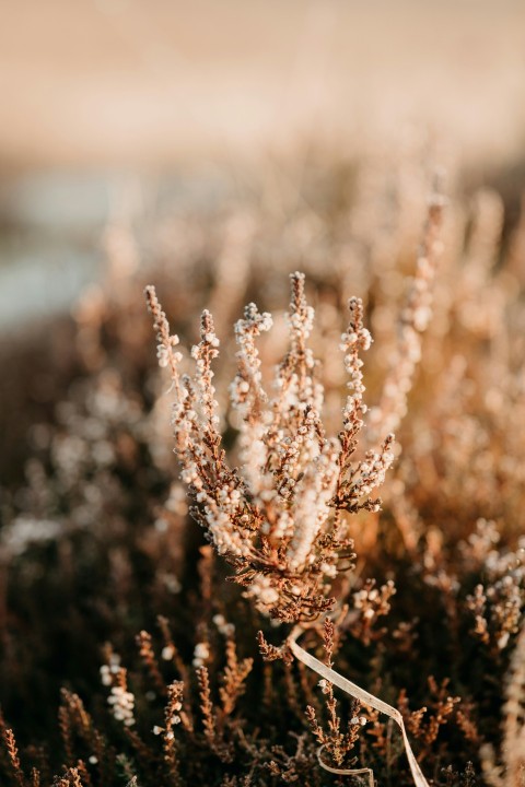 a close up of a plant with frost on it B