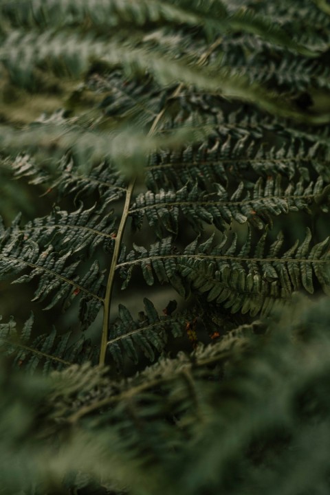 green fern plant in close up photography