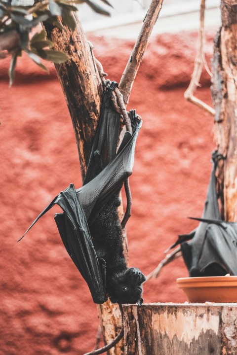 bat on tree ip