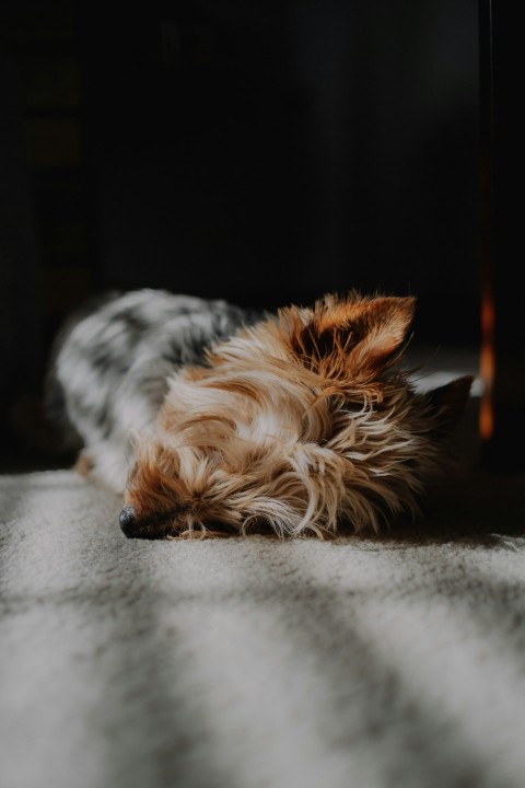 a small dog laying on top of a carpet uAu