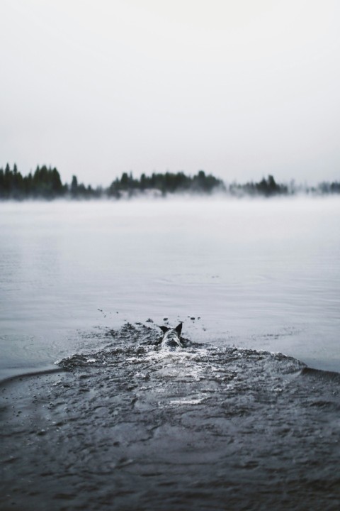 black and white cat on water during daytime