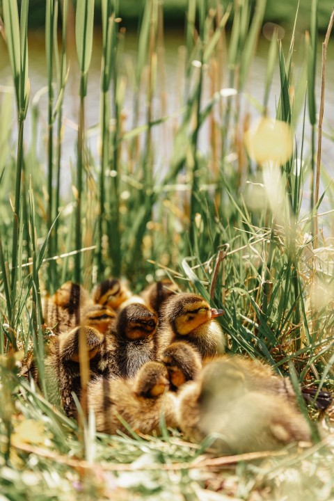 a group of baby ducks sitting in the grass