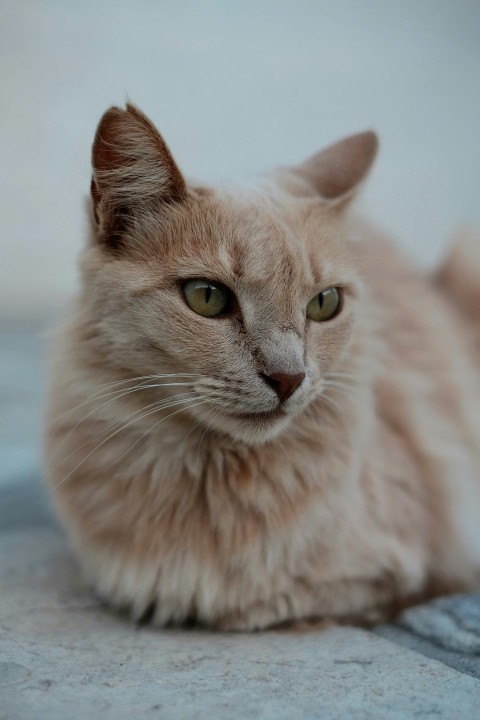 short coated orange cat on gray surface