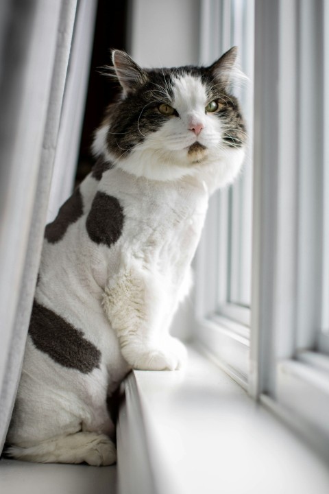 white and black cat on white textile 0T3R