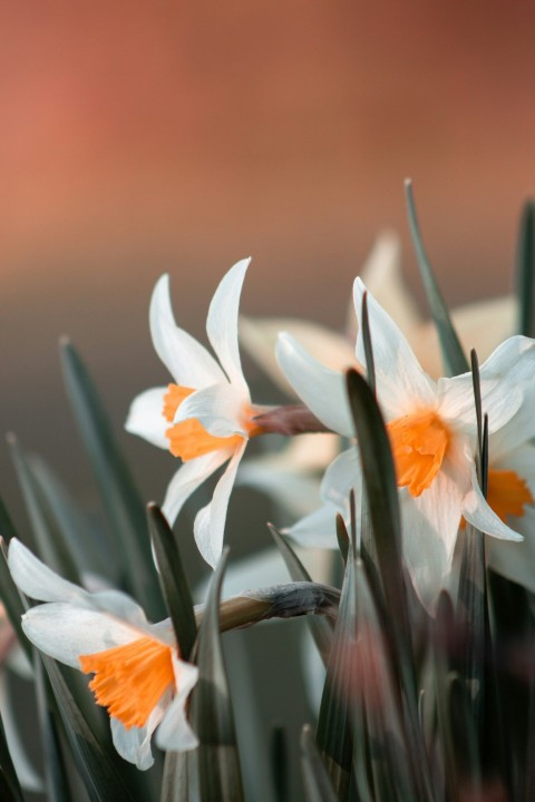 white and orange flowers in tilt shift lens