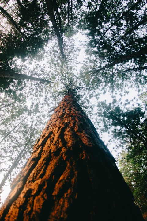 low angle photography of brown wooden tree bark