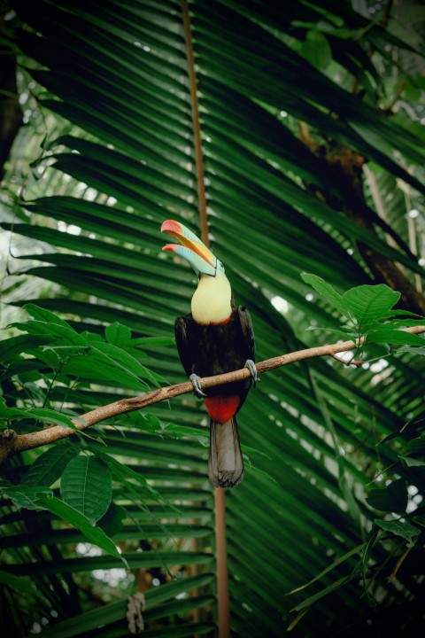 a bird on a branch xuq2Q3SPI