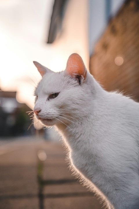 white cat on brown wooden table