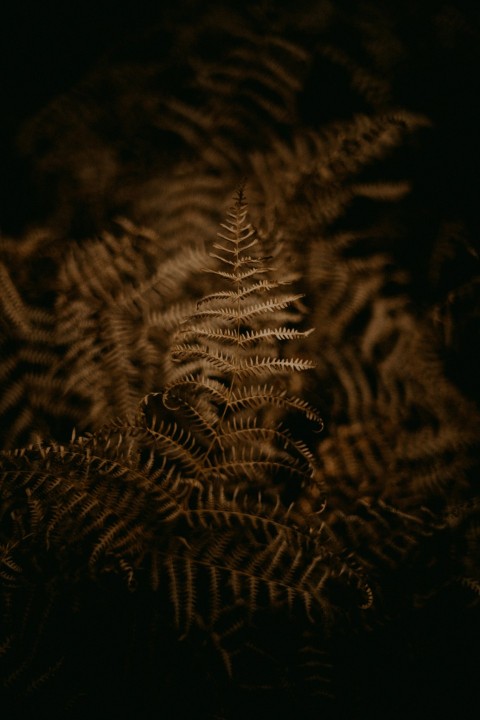 a close up of a fern leaf in the dark