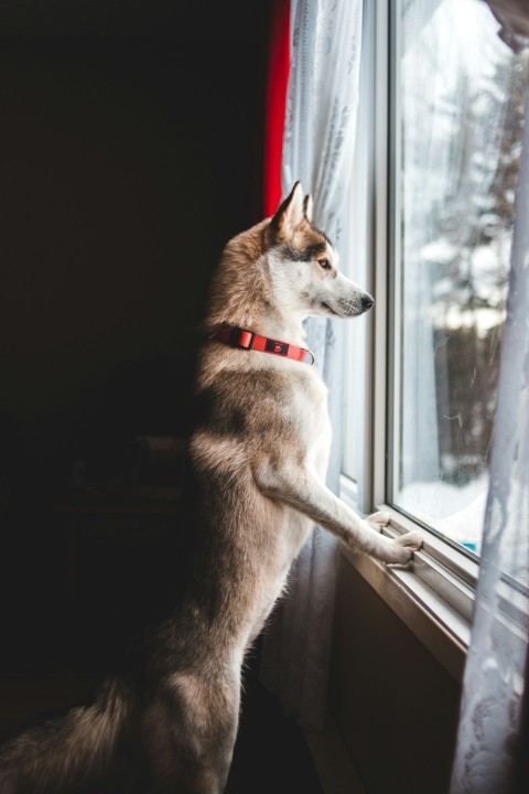 dog looking outside window