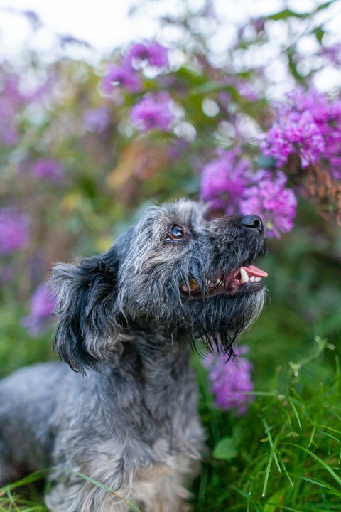 a dog is sitting in the grass with purple flowers