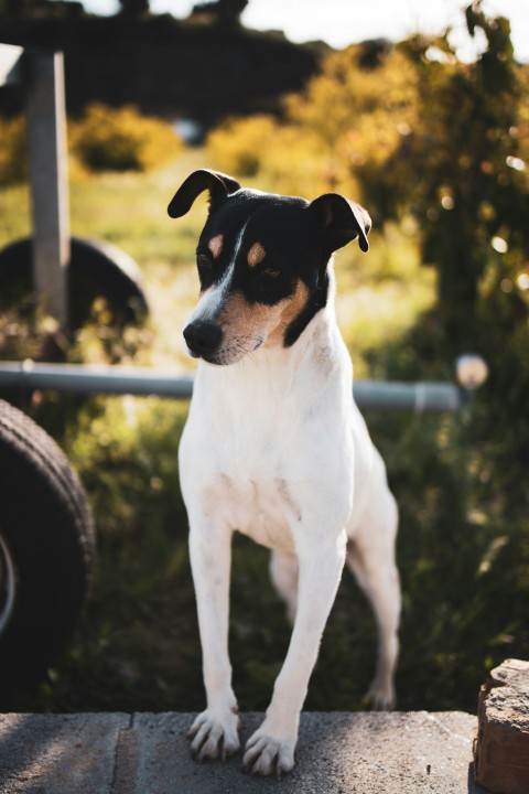 white and black short coated dog nV223s5K