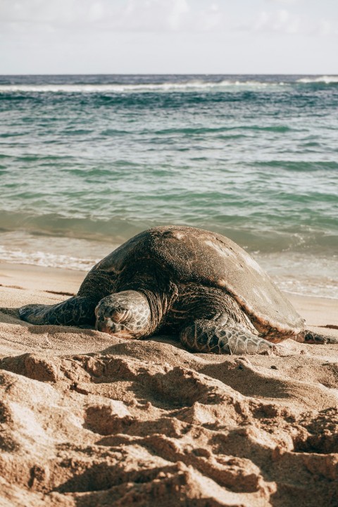 black sea turtle on beach shore during daytime