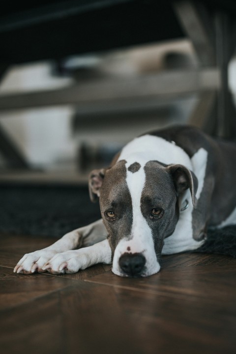 white and black short coated dog lying on floor