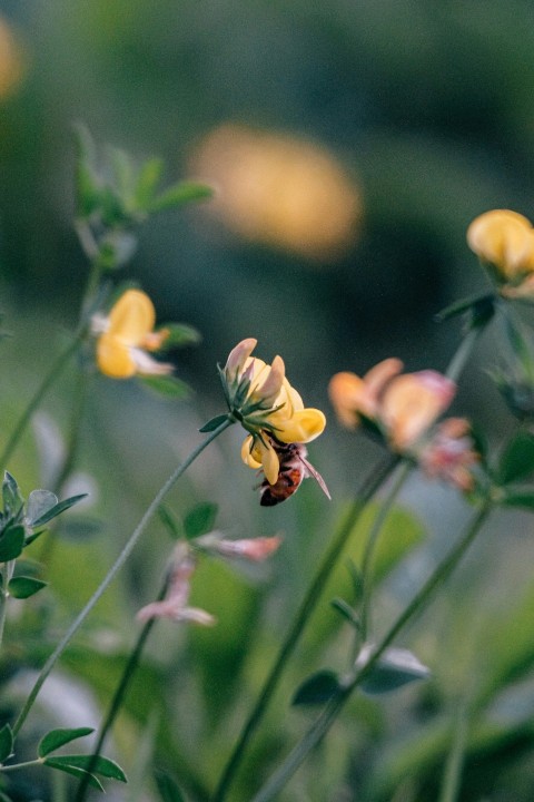 a close up of a flower Xk