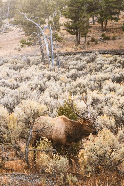 brown moose on brown grass field during daytime