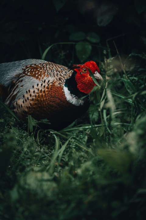 red black and white bird on green grass during daytime