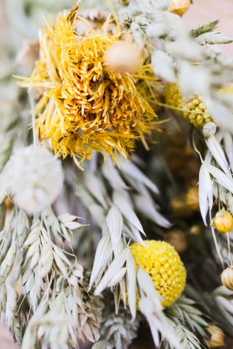 white and yellow flowers in macro lens RgaI