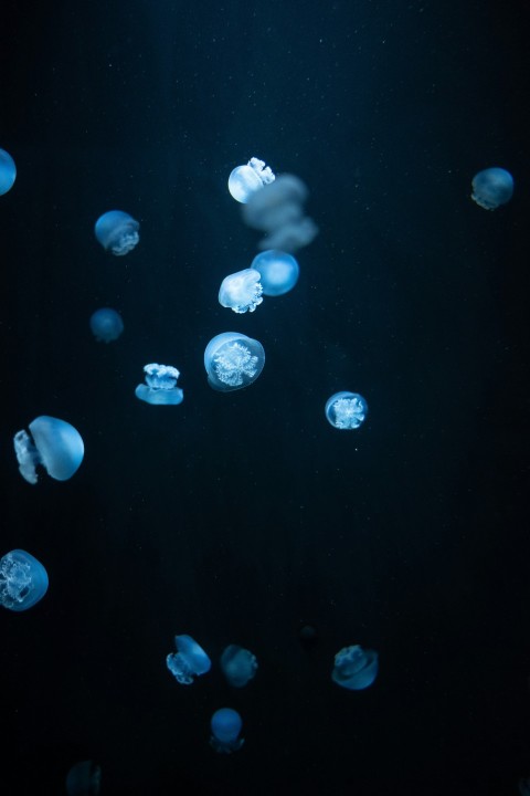 white jellyfish in water during daytime