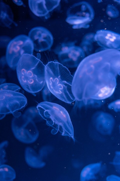 a group of jellyfish swimming in a tank